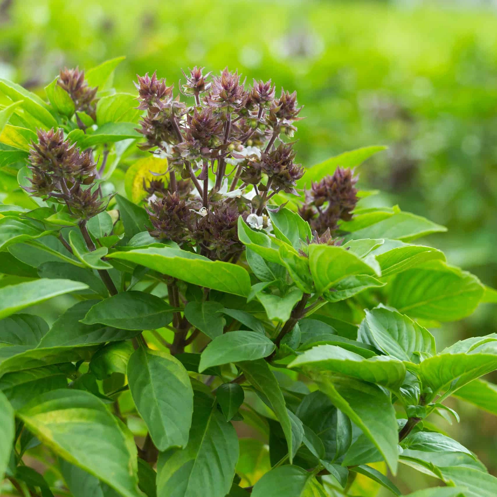 Thai Basil Plants Growing in Home Garden