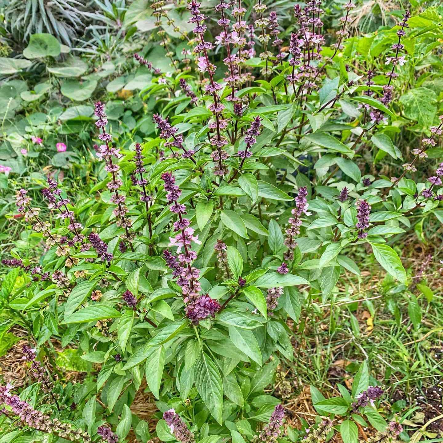 Harvested Thai Basil Leaves for Cooking