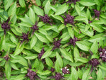 Heirloom Thai Basil Seeds – Aromatic Non-GMO Herb