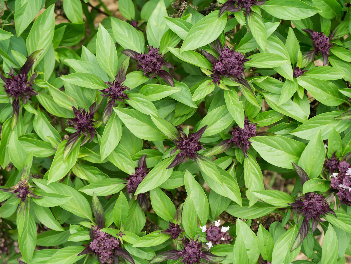 Heirloom Thai Basil Seeds – Aromatic Non-GMO Herb