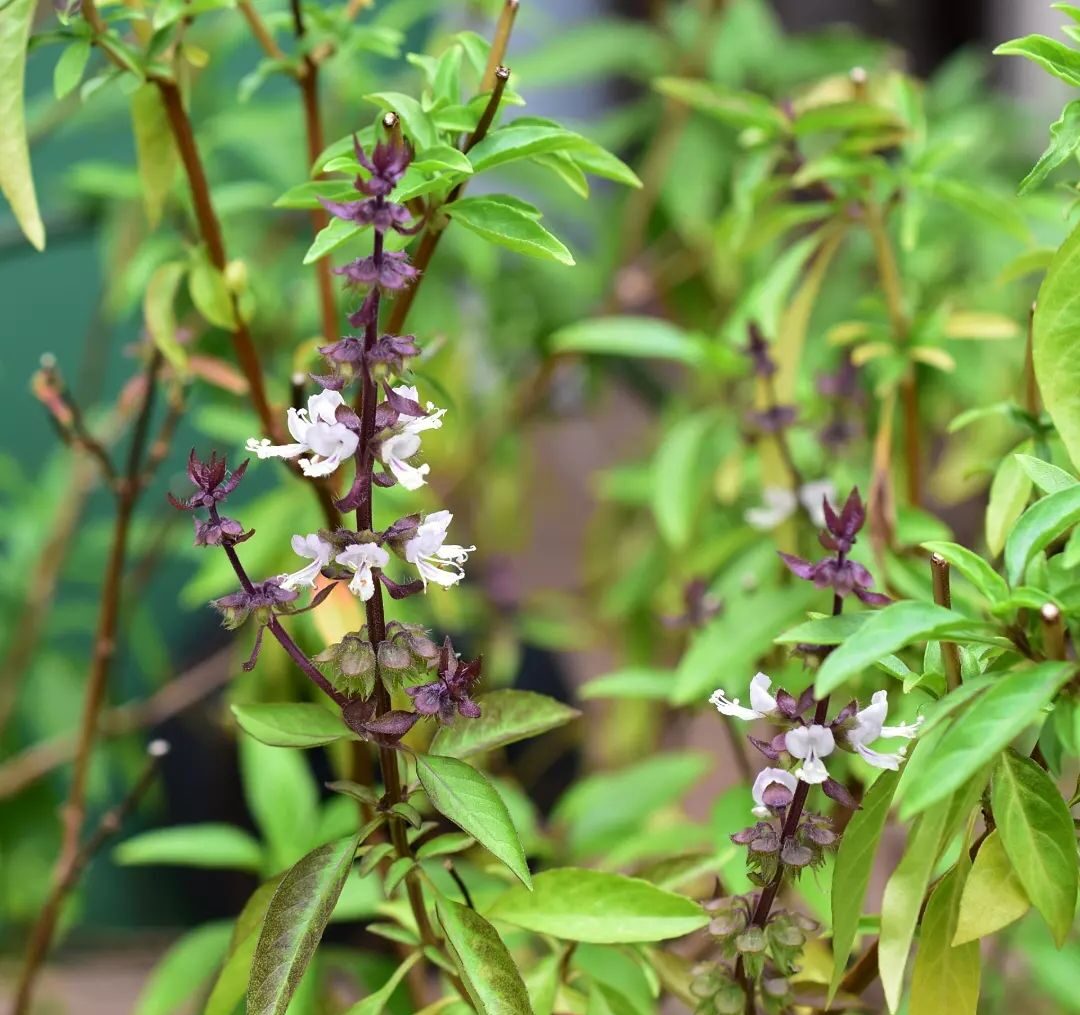 Thai Basil Growing in Container or Kitchen Pot