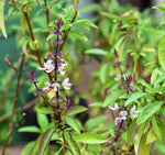 Thai Basil Growing in Container or Kitchen Pot