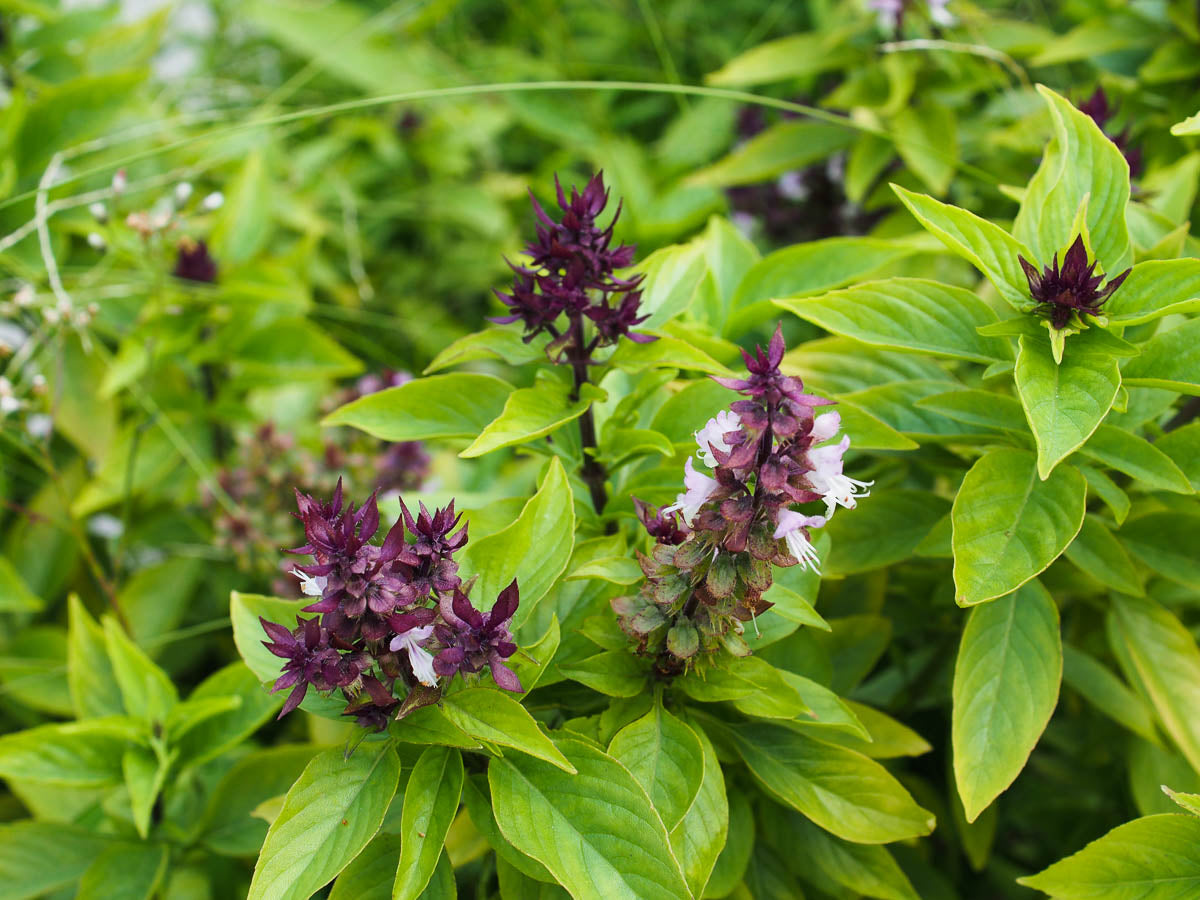Fresh Thai Basil Leaves – Aromatic Herb for Kitchen Gardens