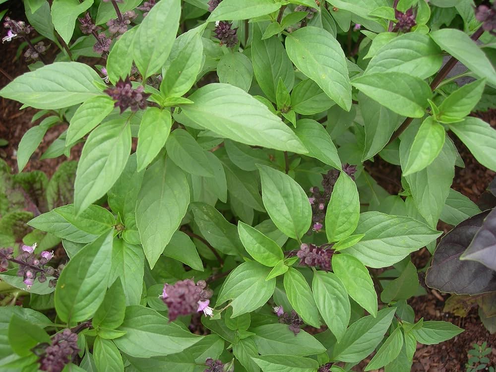 Thai Basil Ocimum basilicum Seeds for Planting – Non-GMO Culinary Herb