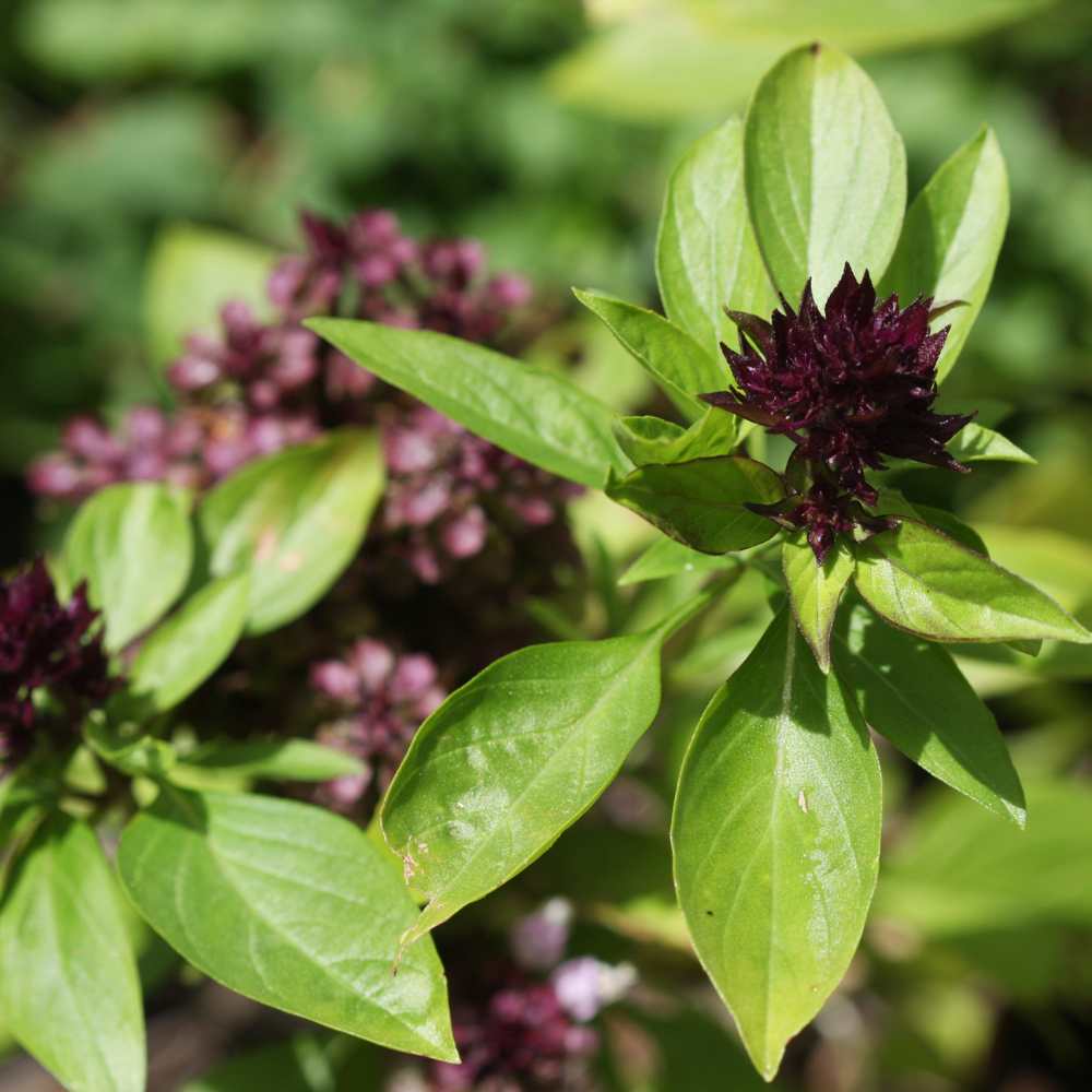 Thai Basil Seedlings Growing in Pots