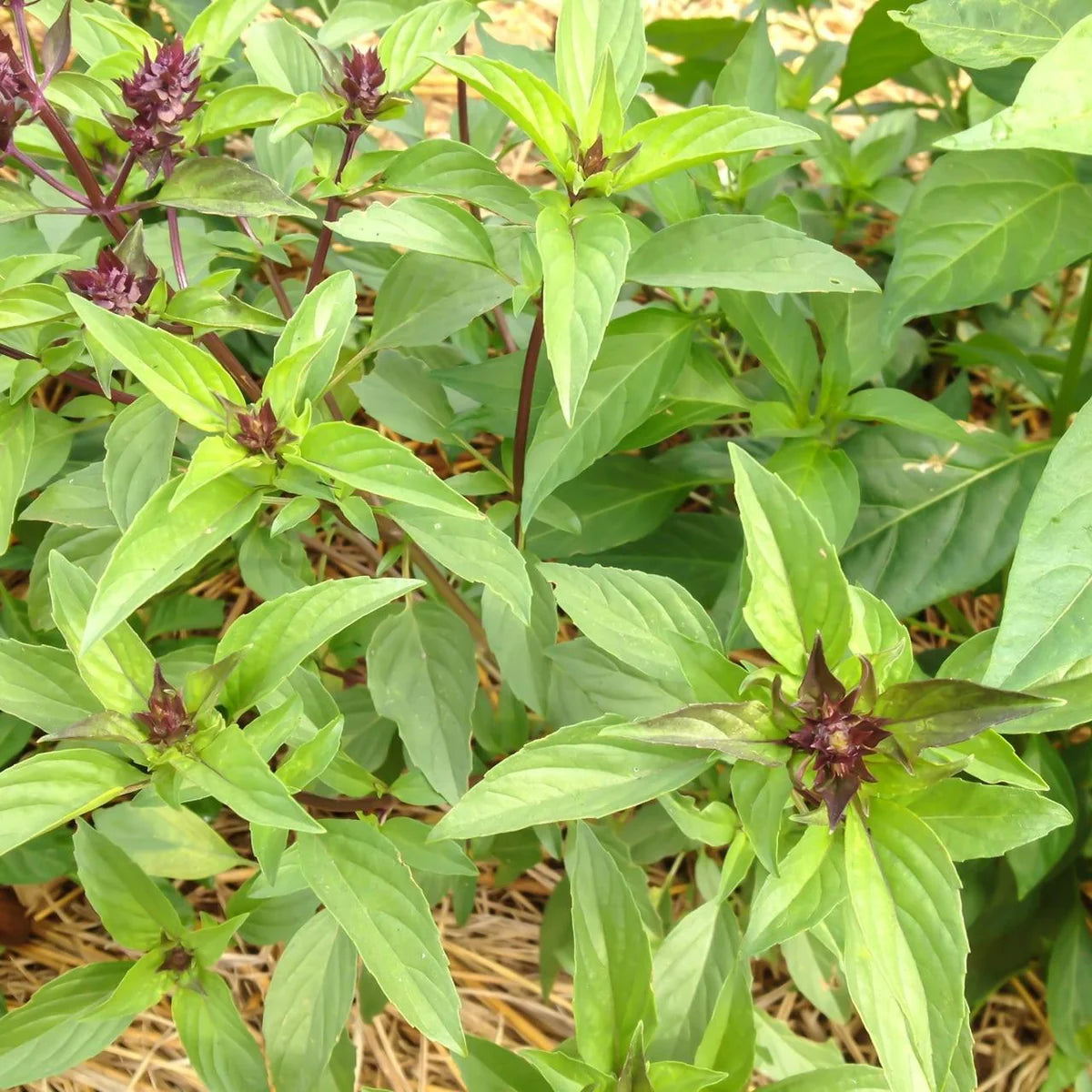 Aromatic Sweet Thai Basil seeds with rich flavor for planting