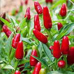 Thai Pepper Vegetable Seeds for Planting - 100 Pcs pcs - Dharaseeds