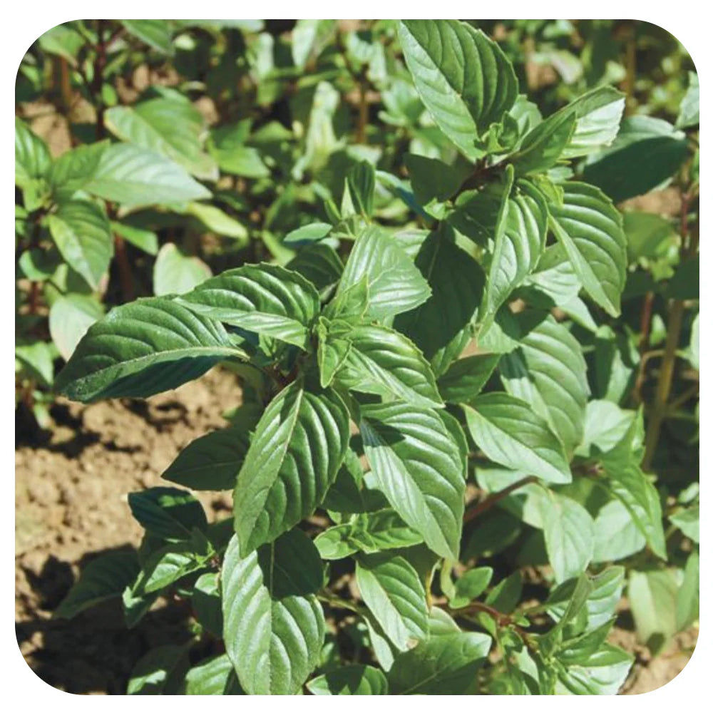 Basil Seeds (Organic) - Thai