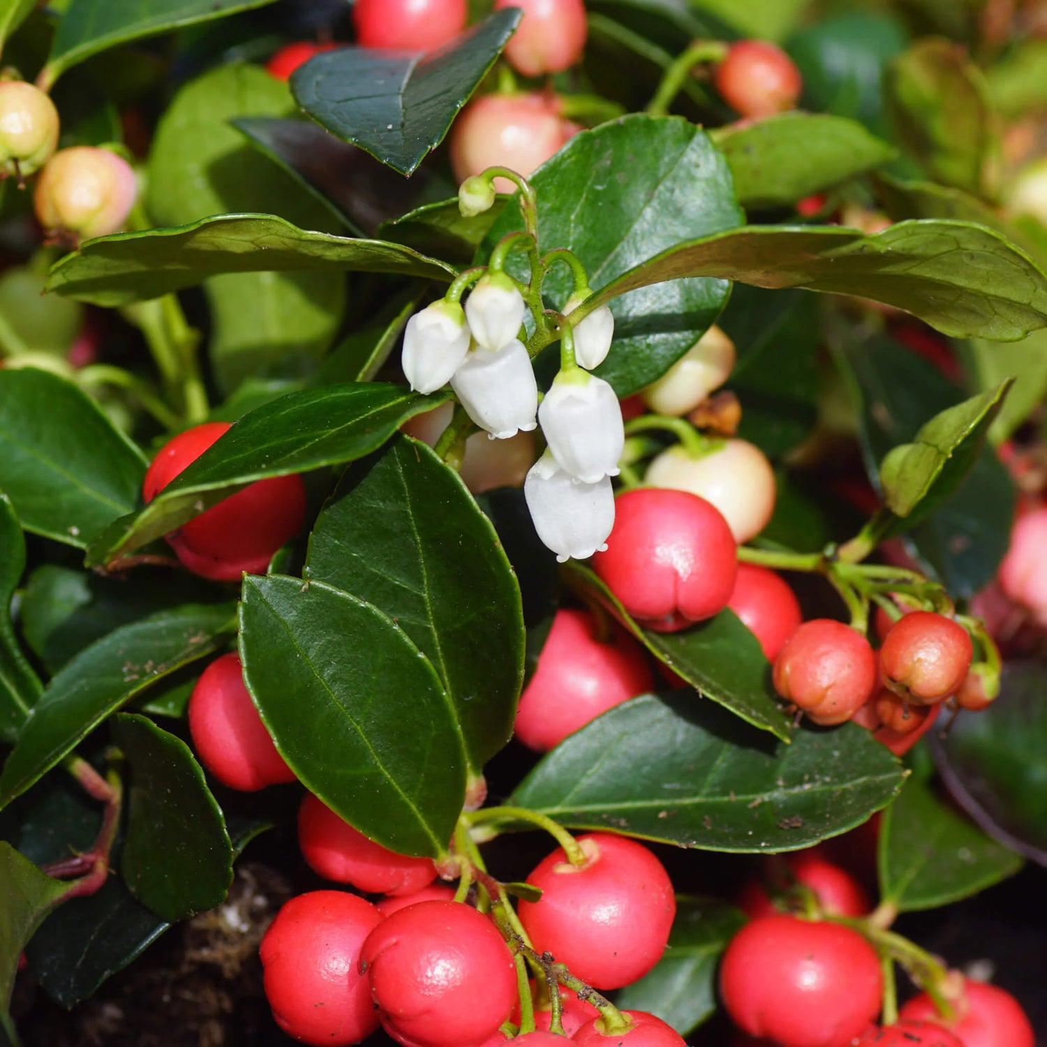Green Gaultheria Seeds for Planting