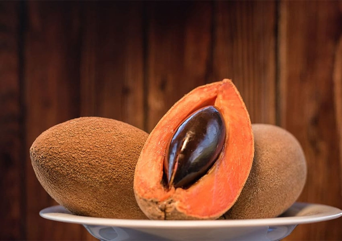 Mamey (Pouteria sapota) Seeds