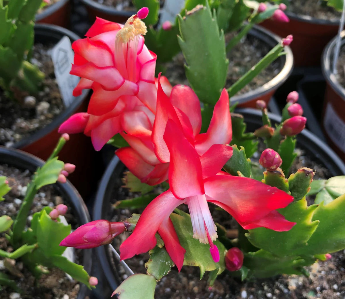 Red Schlumbergera Flower Seeds for Planting – Heirloom Non-GMO Christmas Cactus Seeds