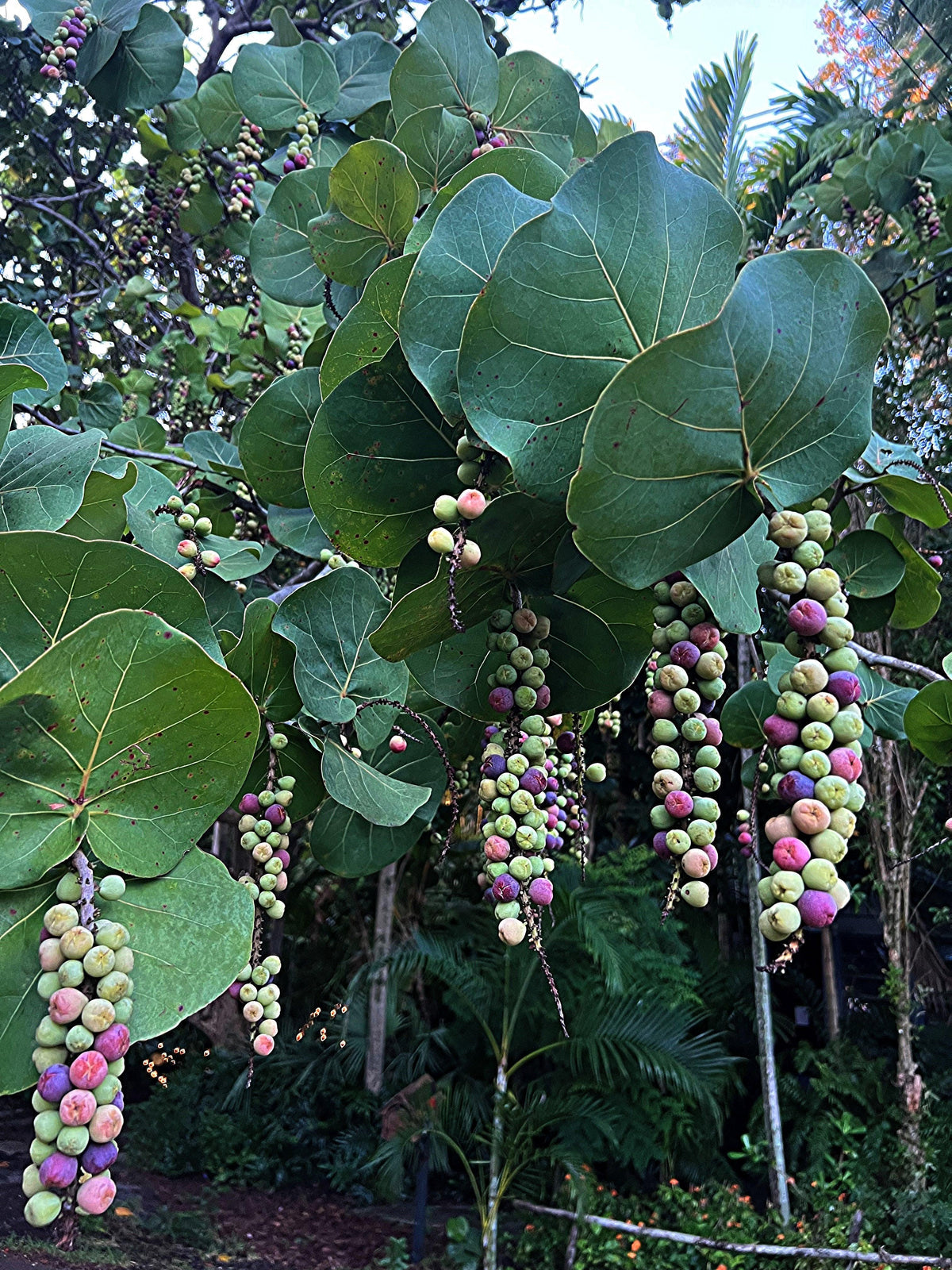 Seagrape – Tropical Fruit with a Unique Sweet-Sour Flavor