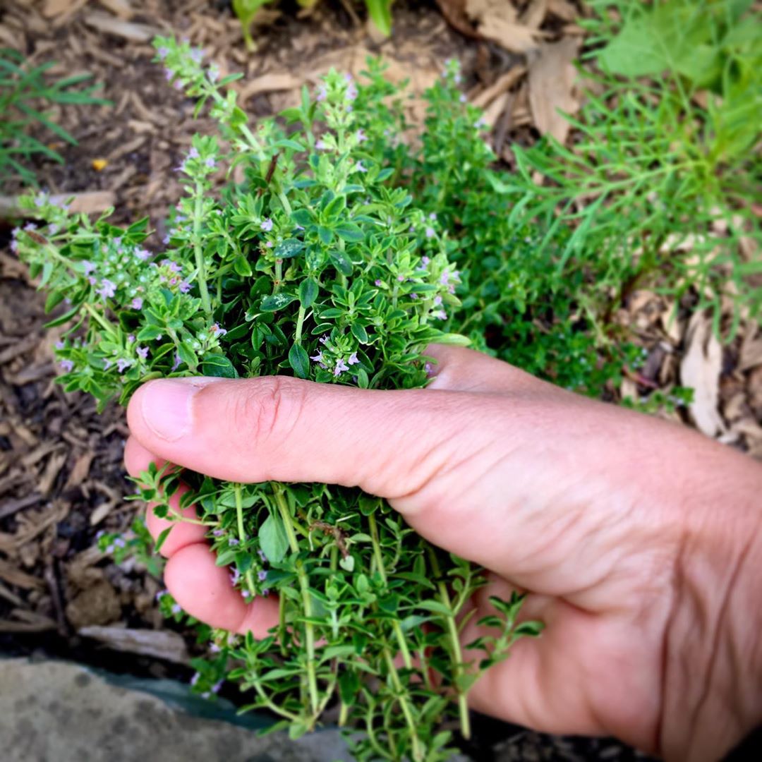 Thyme Seeds