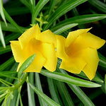 Thevetia Neriifolia Seeds for Planting - 100 Pcs - Dharaseeds