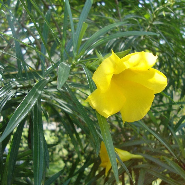 Thevetia Neriifolia Seeds for Planting - 100 Pcs - Dharaseeds