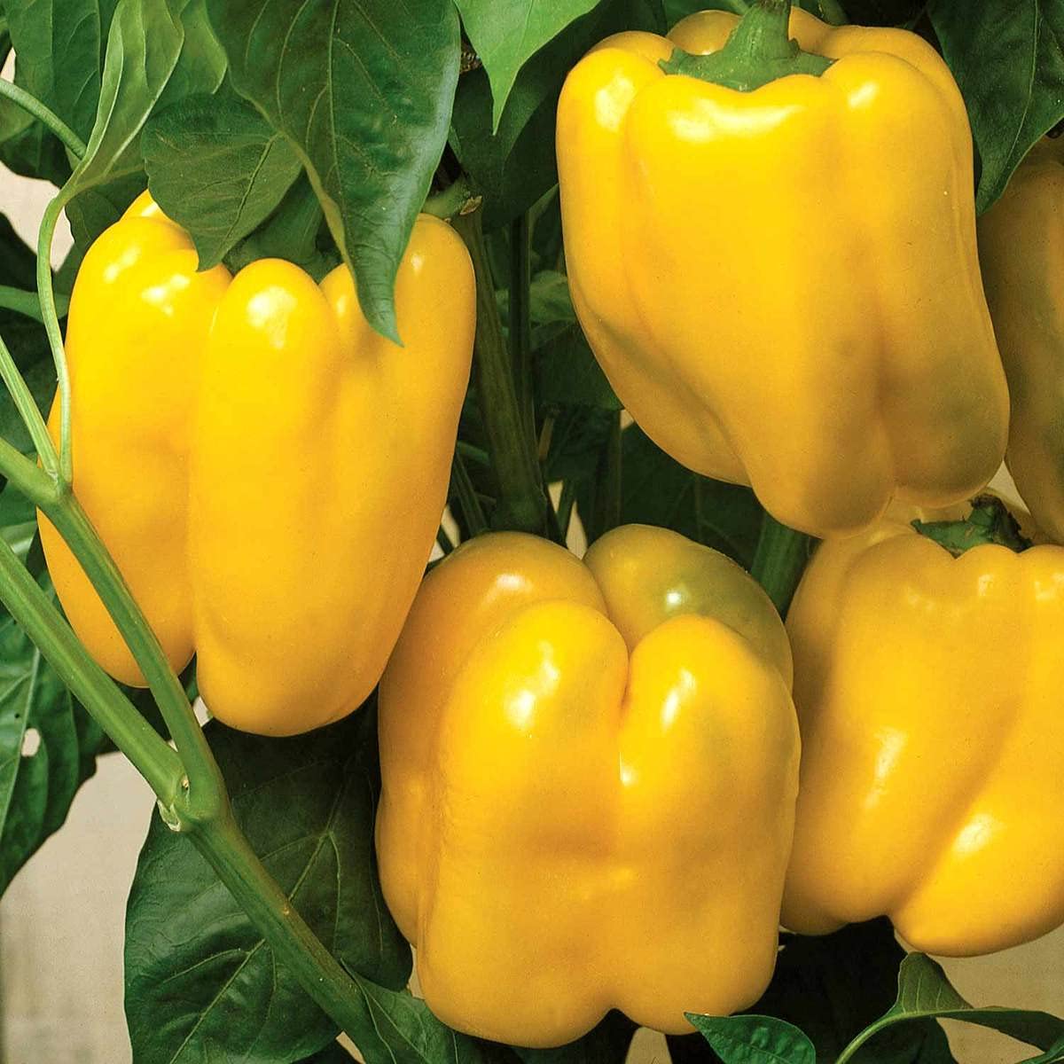 Thick walled yellow pepper seeds hybrid non GMO