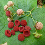 Thimbleberry Leaves and White Flowers from Seeds
