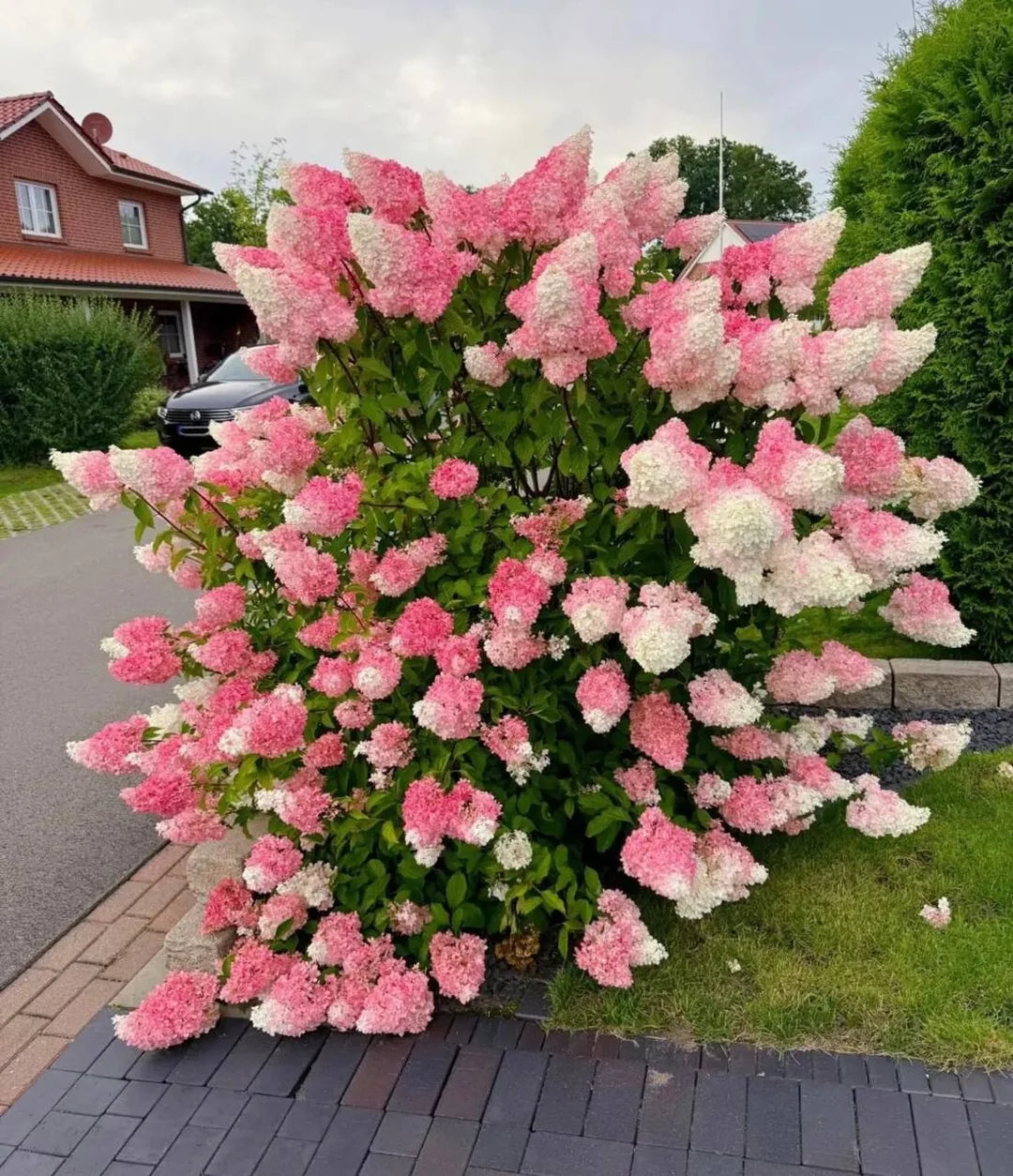 Vanilla Strawberry Hydrangea Paniculata Flowering Seeds For Planting Backyard blooms