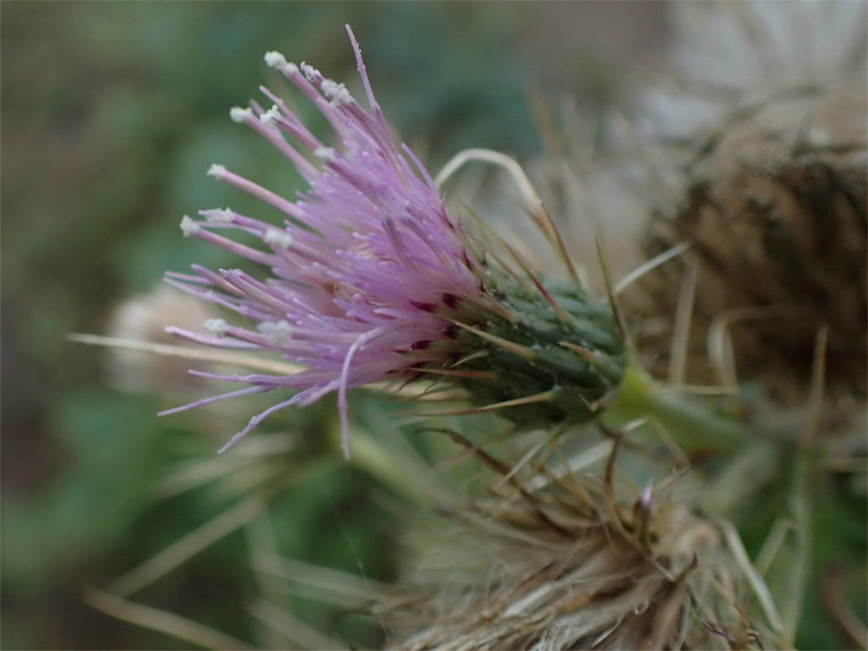 Korean Thistle