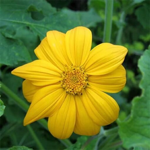 Tithonia Yellow Open Pollinated heirloom non-gmo garden seeds