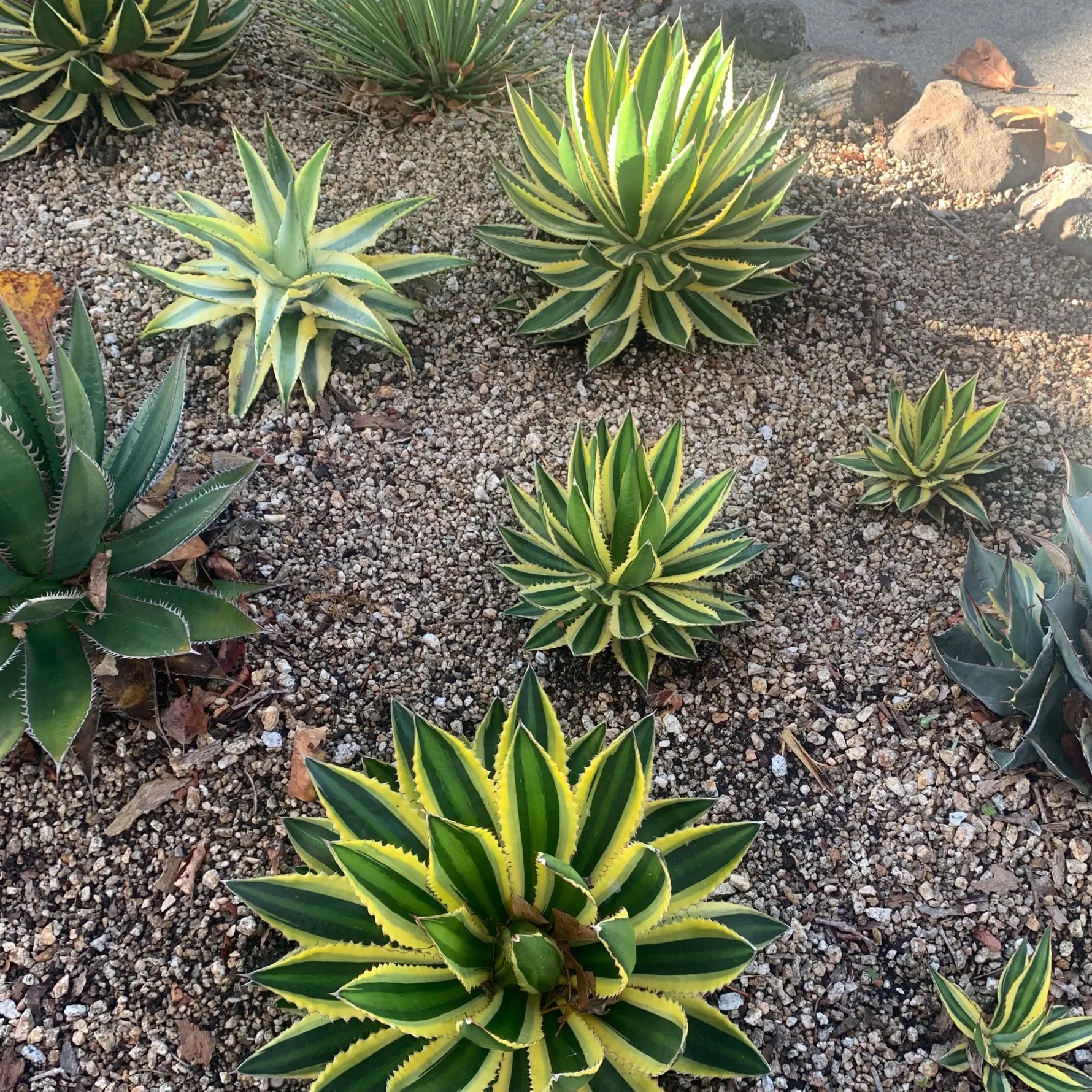 Thorncrest agave seeds for xeriscape garden and dry landscape