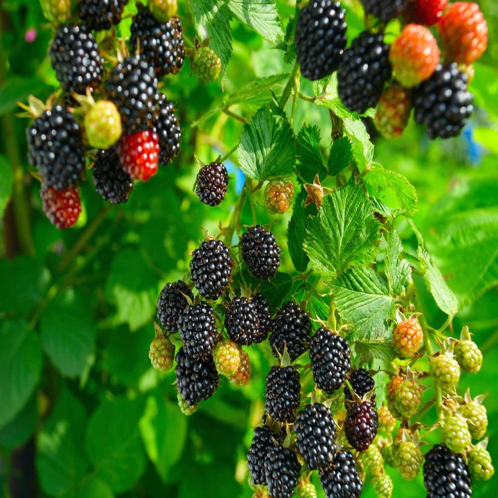 Thornless blackberry plant grown from seeds ideal for home gardens
