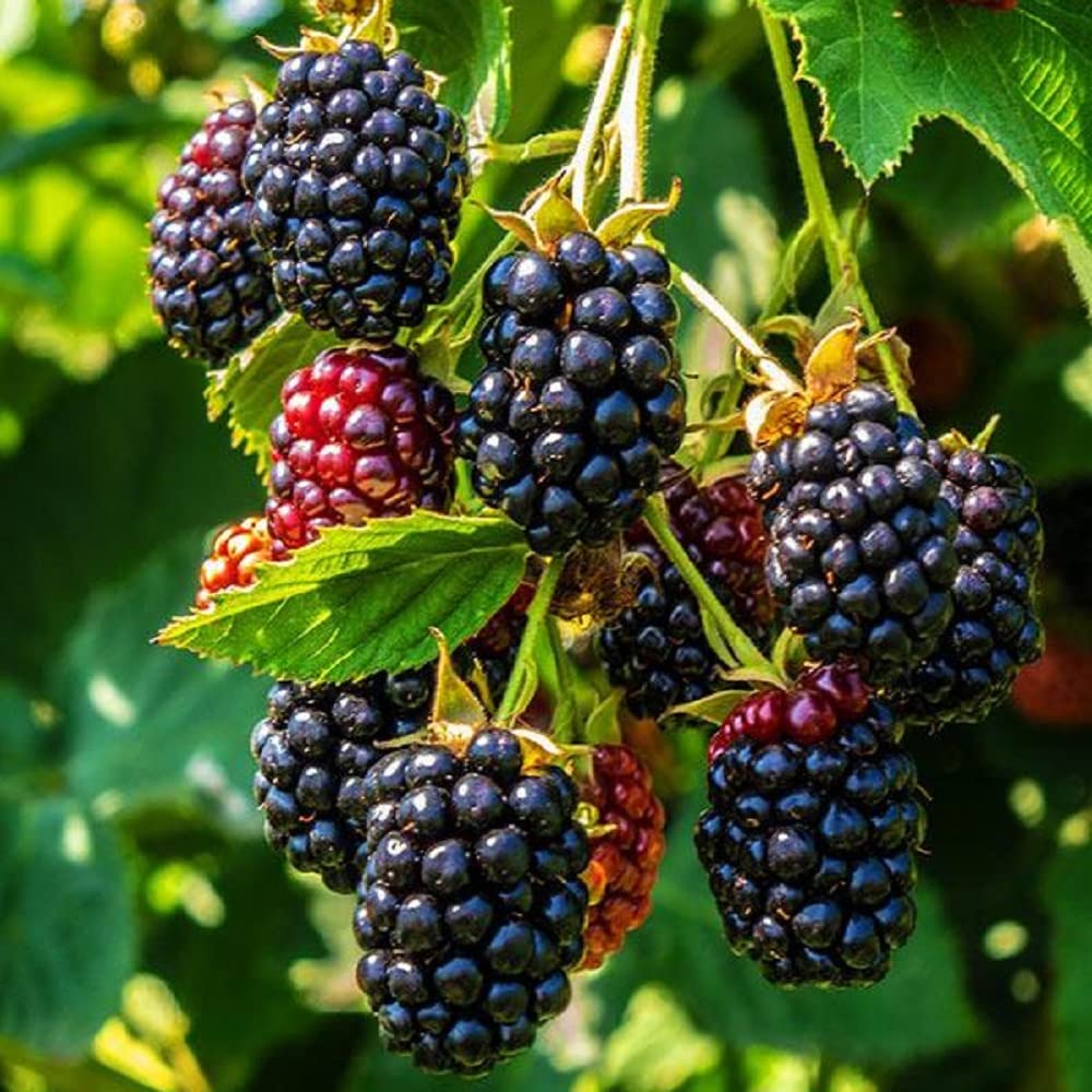Non GMO thornless blackberry seeds for outdoor gardening