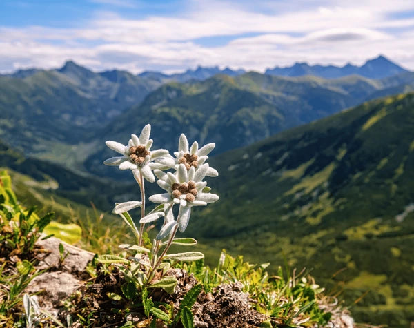 Edelweiss Leontopodium Alpinum Alpine Flowering Seeds For Planting