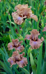 Mocha Frappe Tall Bearded Iris