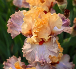 Island Time Tall Bearded Iris