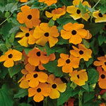 Thunbergia Susie Yellow Black Eye Open Pollinated heirloom non-gmo garden seeds