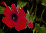 Heirloom Thunbergia Alata Flower Seeds, Non-GMO Black-Eyed Susan Vine for Garden Planting Dhara Seeds