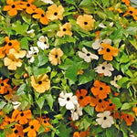 Thunbergia Alata Open Pollinated heirloom non-gmo garden seeds