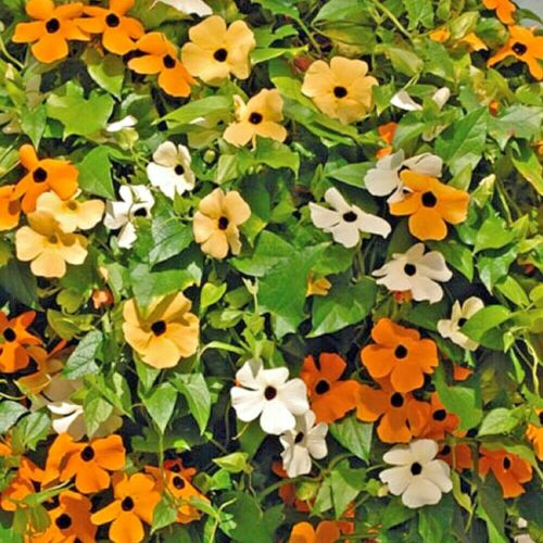 Thunbergia Alata Open Pollinated heirloom non-gmo garden seeds
