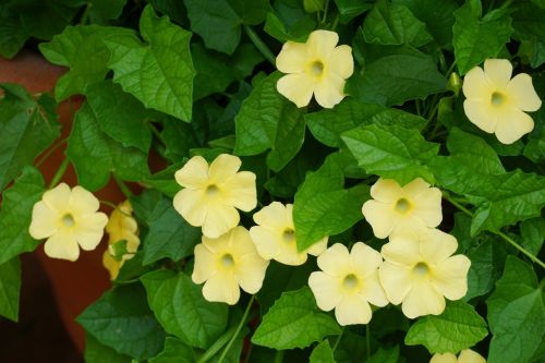 Thunbergia Susie Clear Yellow Imported heirloom non-gmo organic garden seeds
