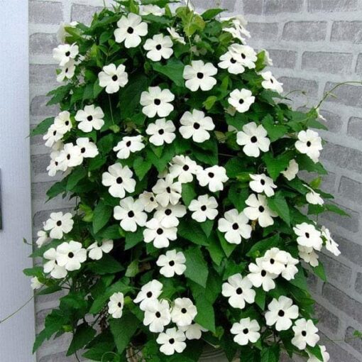Thunbergia White Black Eye Open Pollinated heirloom non-gmo organic garden seeds