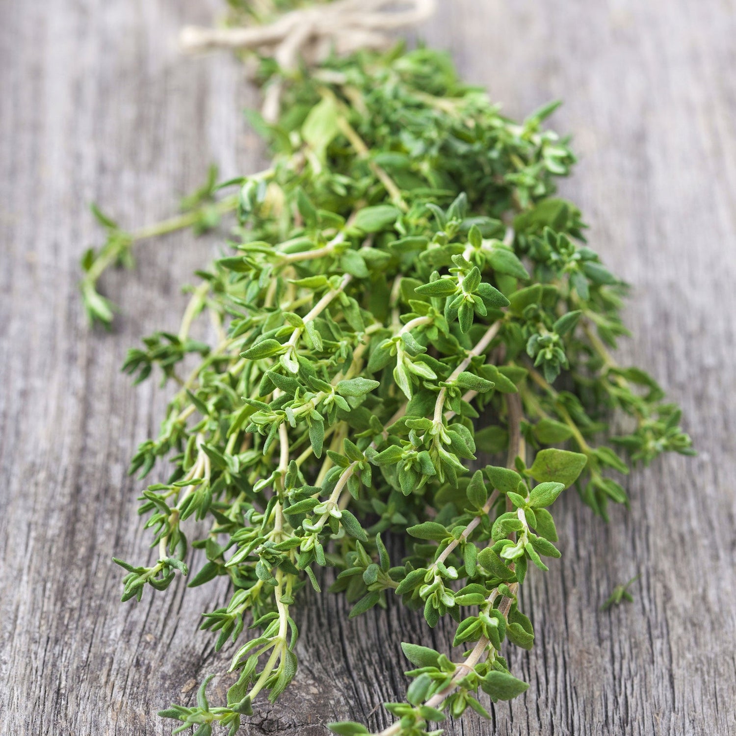 Thyme Seeds