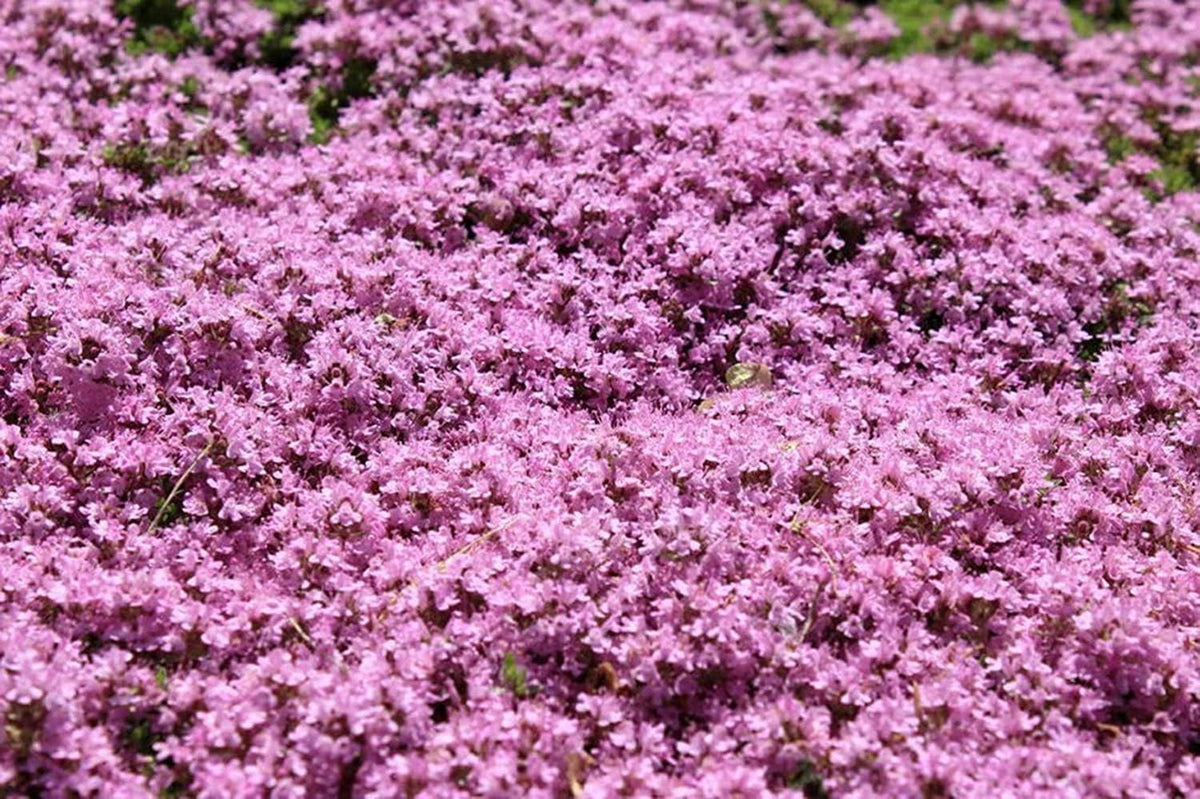 Thymus Serpyllum Creeping Thyme Purple Non-GMO perennial groundcover seeds