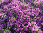Thymus Serpyllum Creeping Thyme Seeds planting and growing guide