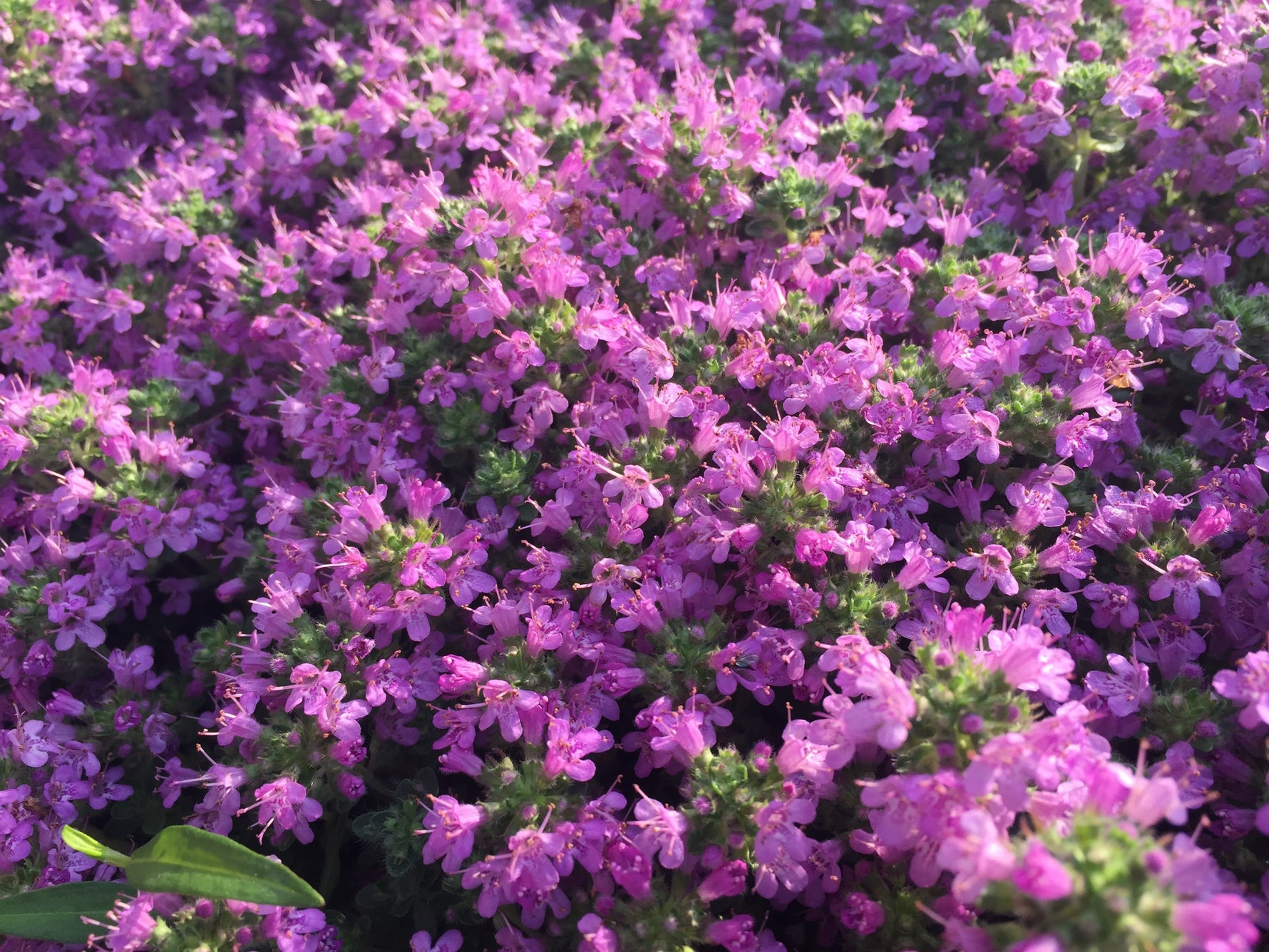 Thymus Serpyllum Creeping Thyme Seeds planting and growing guide