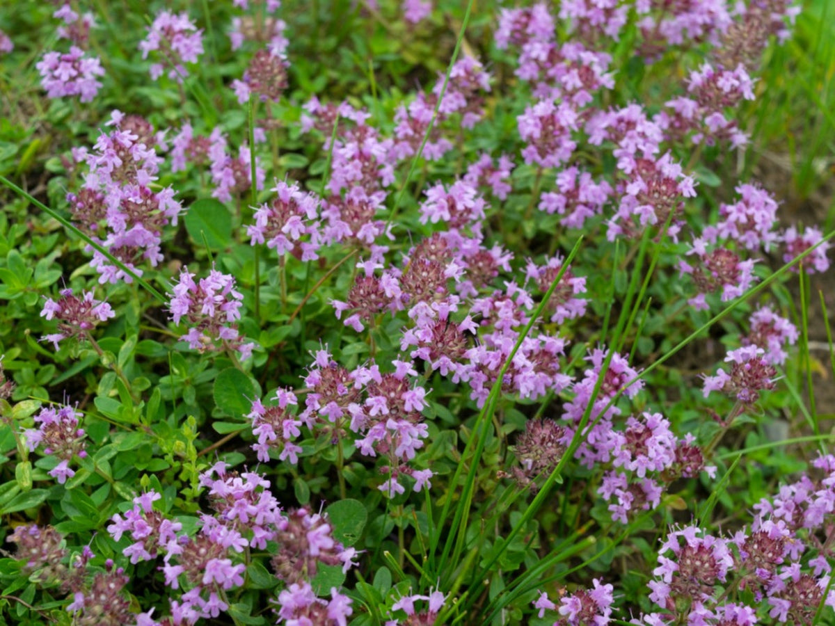 Thymus Serpyllum Non-GMO perennial herb seeds for fragrant groundcover