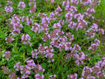 Thymus Serpyllum Non-GMO perennial herb seeds for fragrant groundcover