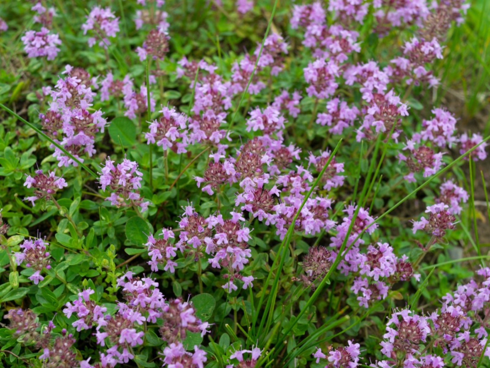 Thymus Serpyllum Non-GMO perennial herb seeds for fragrant groundcover