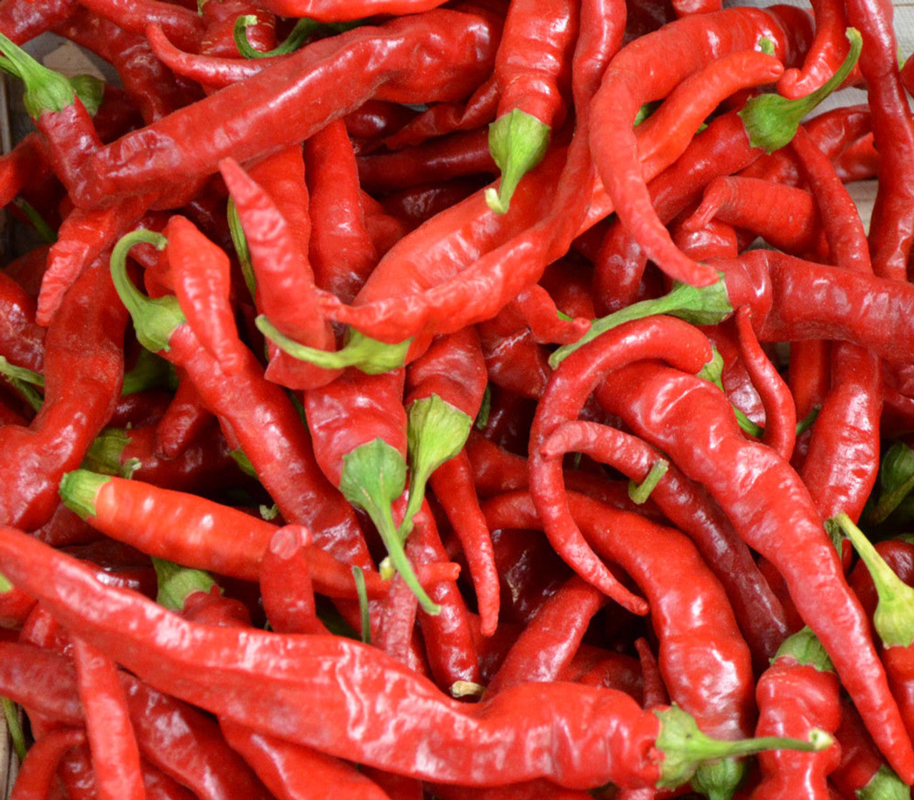 Tien Tsin Chili Pepper Seeds for Planting Capsicum annuum for Vegetable Patch and Balcony Garden