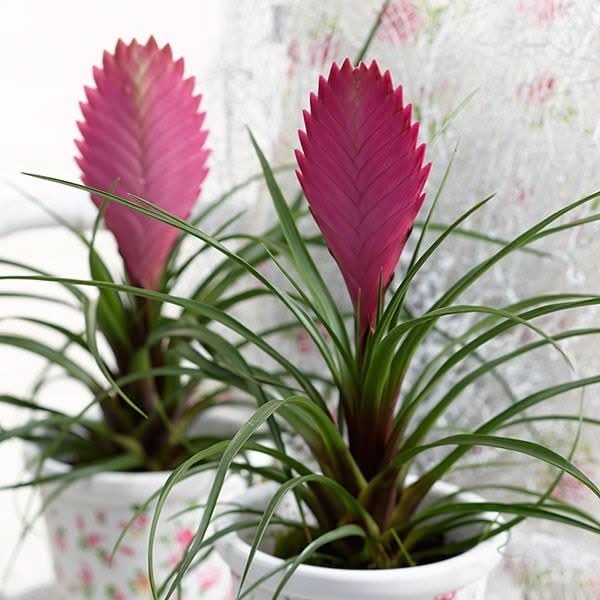 Heirloom Non-GMO Tillandsia Cyanea Flower Seeds for Planting – Pink ...