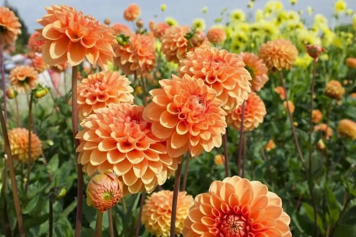 Dahlia Flower Seeds for Planting