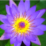 flowers high quality flower seeds for growing vibrant and colorful blooms in home gardens and landscapes organic flowers premium organic flower seeds for sustainable gardening and beautiful blossoms suitable for all climates