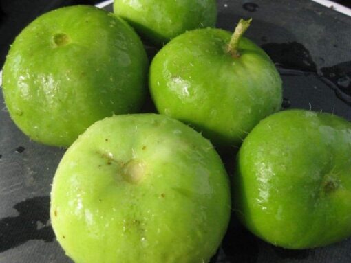 Tinda heirloom non-GMO organic garden seeds