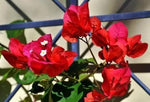 san-diego-bougainvillea-bright-red-flower-seeds

