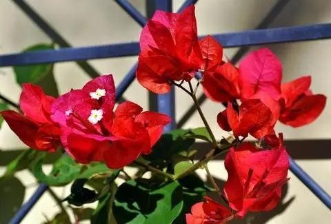 san-diego-bougainvillea-bright-red-flower-seeds

